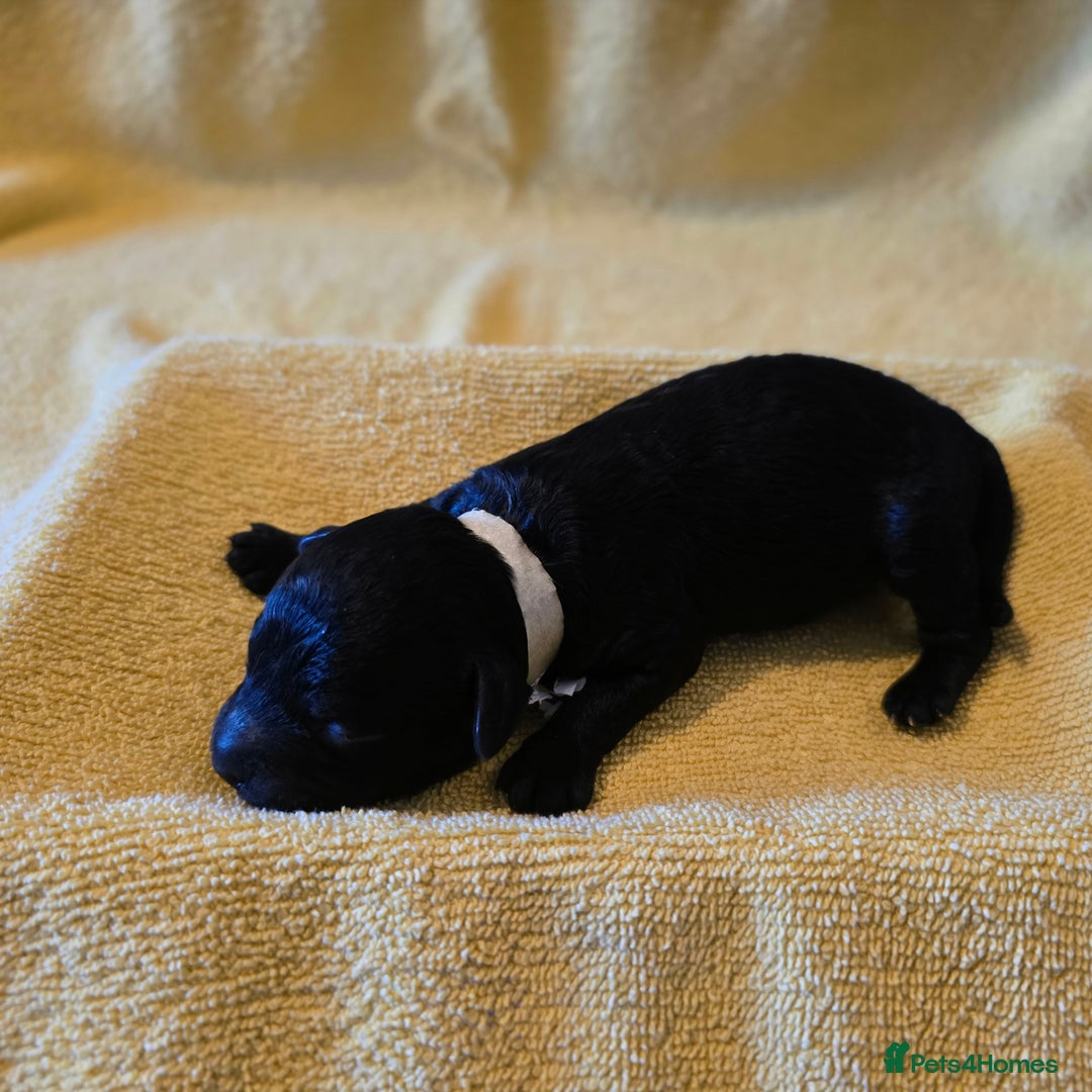 Shihpoo dogs for sale: ADORABLE F1B SHIHPOO PUPPIES! - Image 9