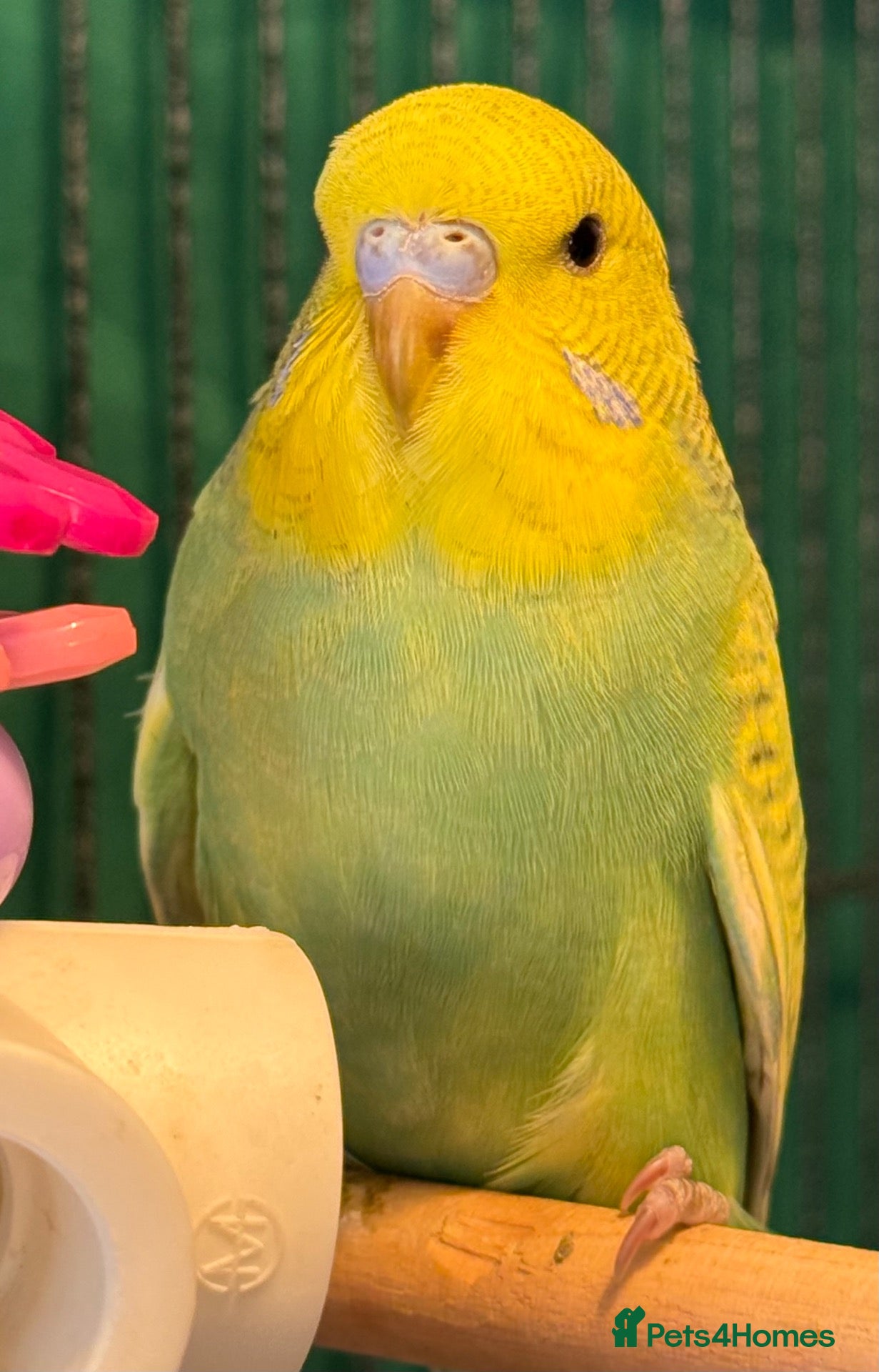 Budgerigars birds Young Budgies 8 to 10 Weeks Old Available Males - Advert 2