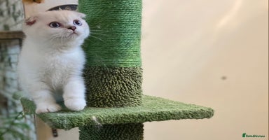 Scottish Fold cats - Advert 2