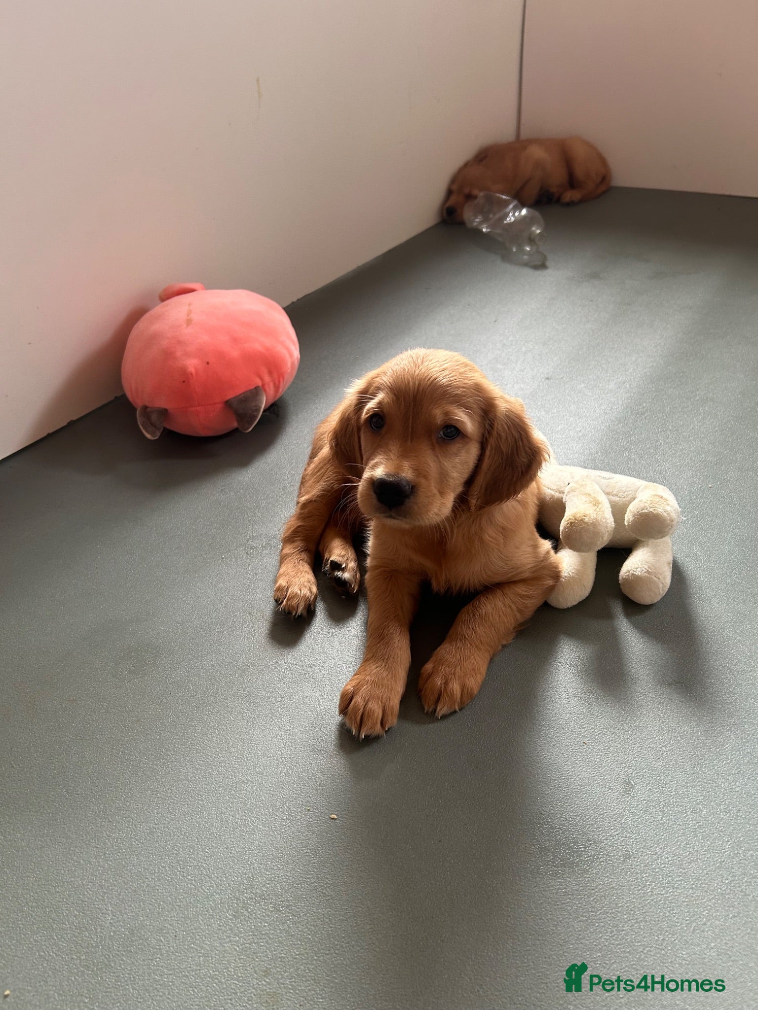Golden Retriever dogs Beautiful litter of dark red golden retriever pups - Advert 1