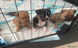 Mixed Breed dogs for sale: Pocket bully cross chow chow trio coloured boy! - Advert 9