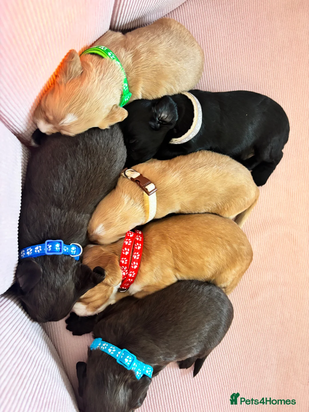 Cocker Spaniel dogs for sale: 6 Gorgeous Boys looking for their forever home. in Tilbury - Advert 14