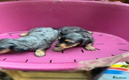 Miniature Dachshund dogs for sale: Beautiful miniature dashund  - Image 3