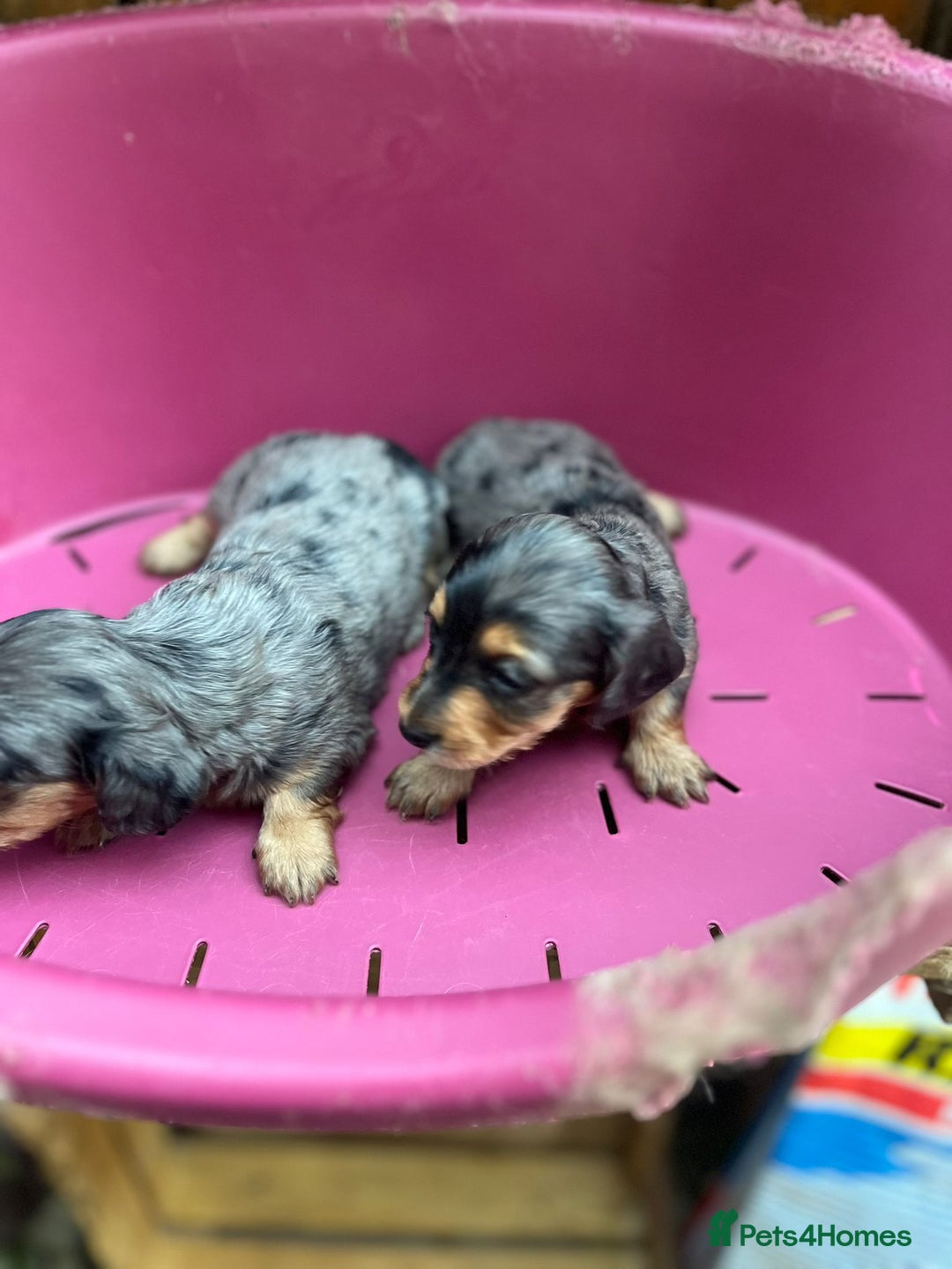 Miniature Dachshund dogs for sale: Beautiful miniature dashund  - Image 3