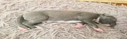 Whippet dogs for sale: Wonderful KC registered whippet puppies - Advert 7