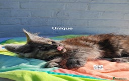 Maine Coon cats for sale: Black smoke XXL kittens  - Image 7