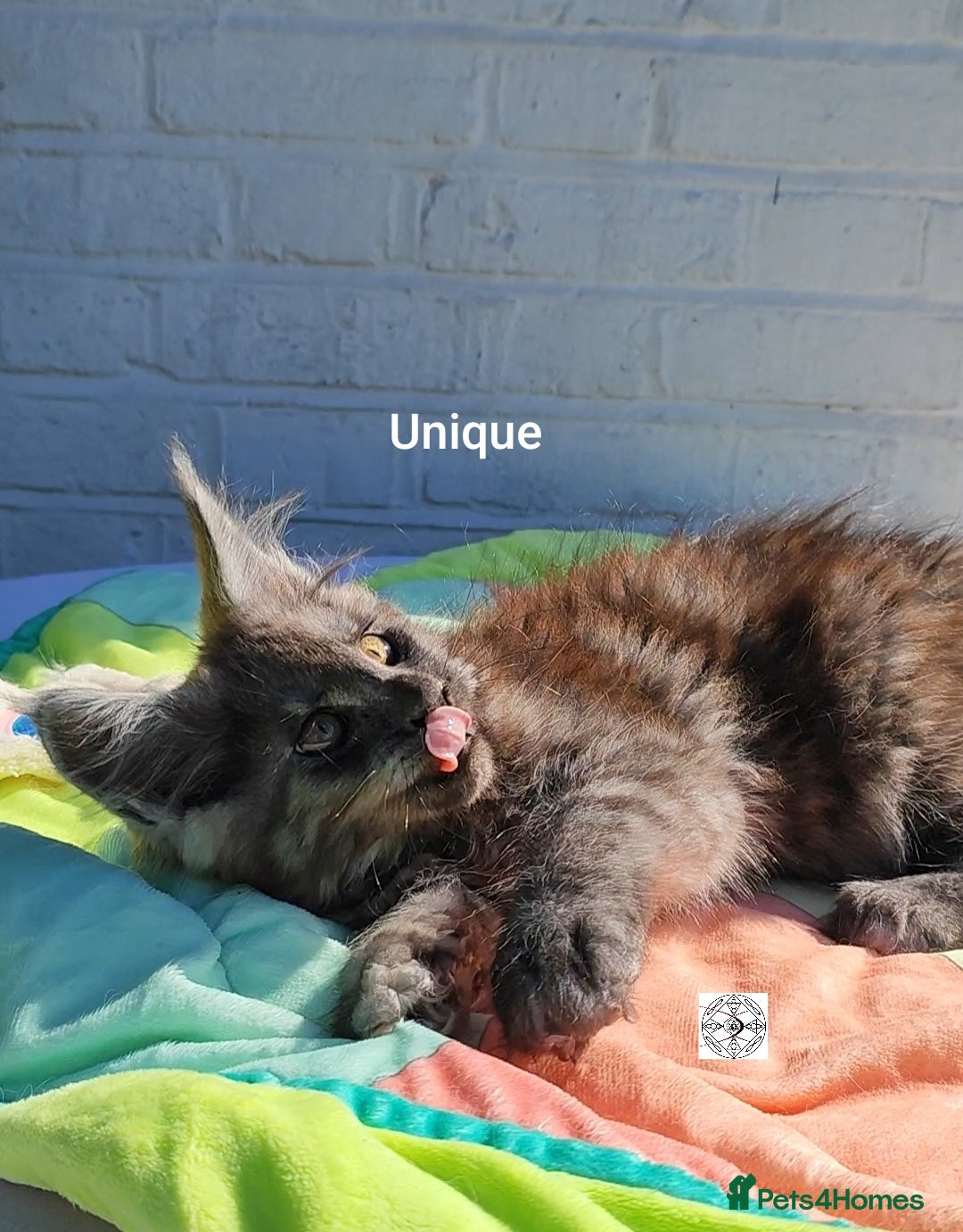 Maine Coon cats for sale: Black smoke XXL kittens  - Image 7