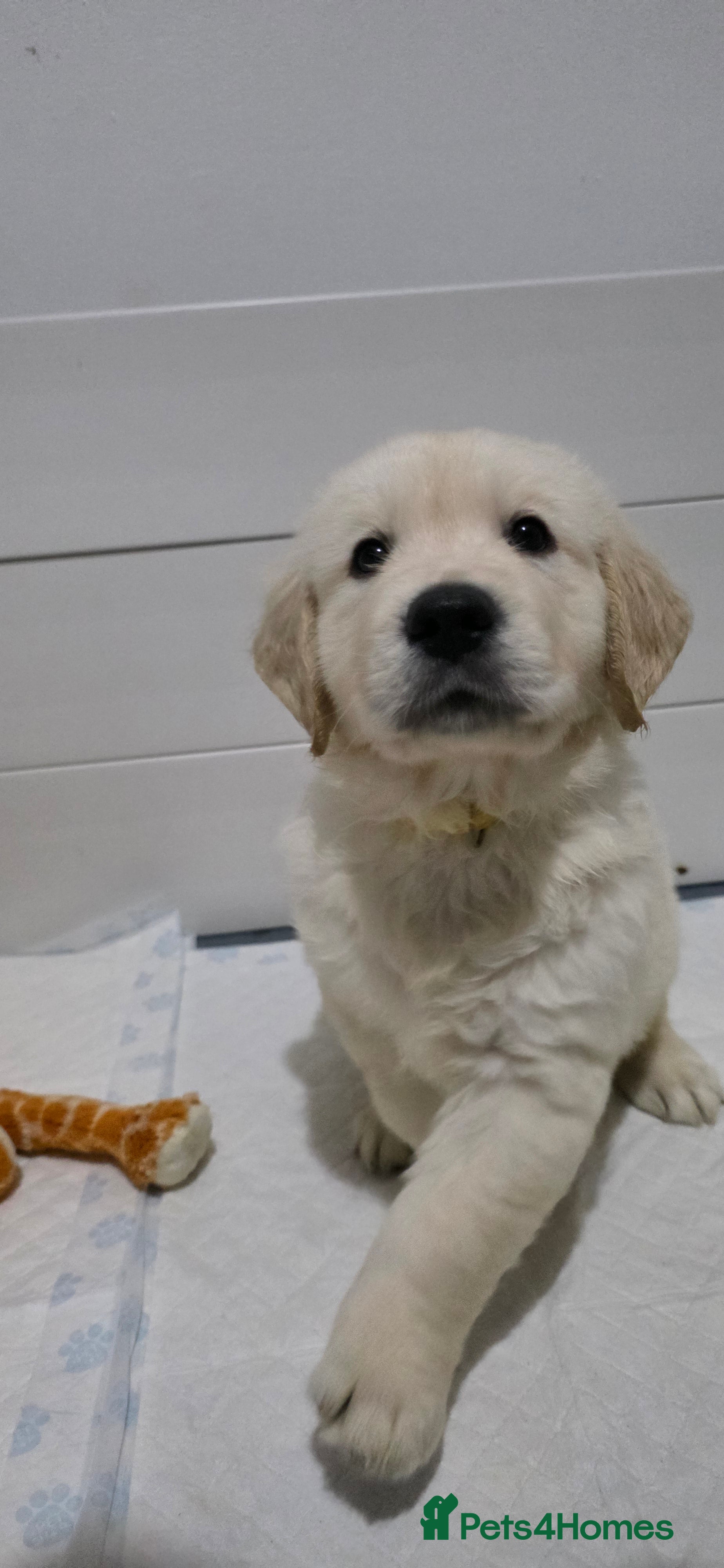Golden Retriever dogs KC Golden Retriever Puppies – Only 2 Available - Advert 2