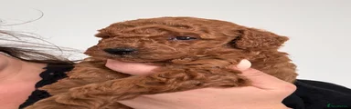 Toy Poodle 4