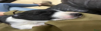 Border Collie 2