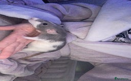 Rat rodents for sale: Beautiful baby rats looking for forever homes! - Image 4
