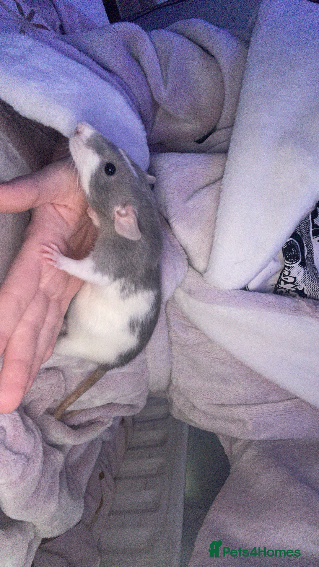 Rat rodents for sale: Beautiful baby rats looking for forever homes! - Image 4