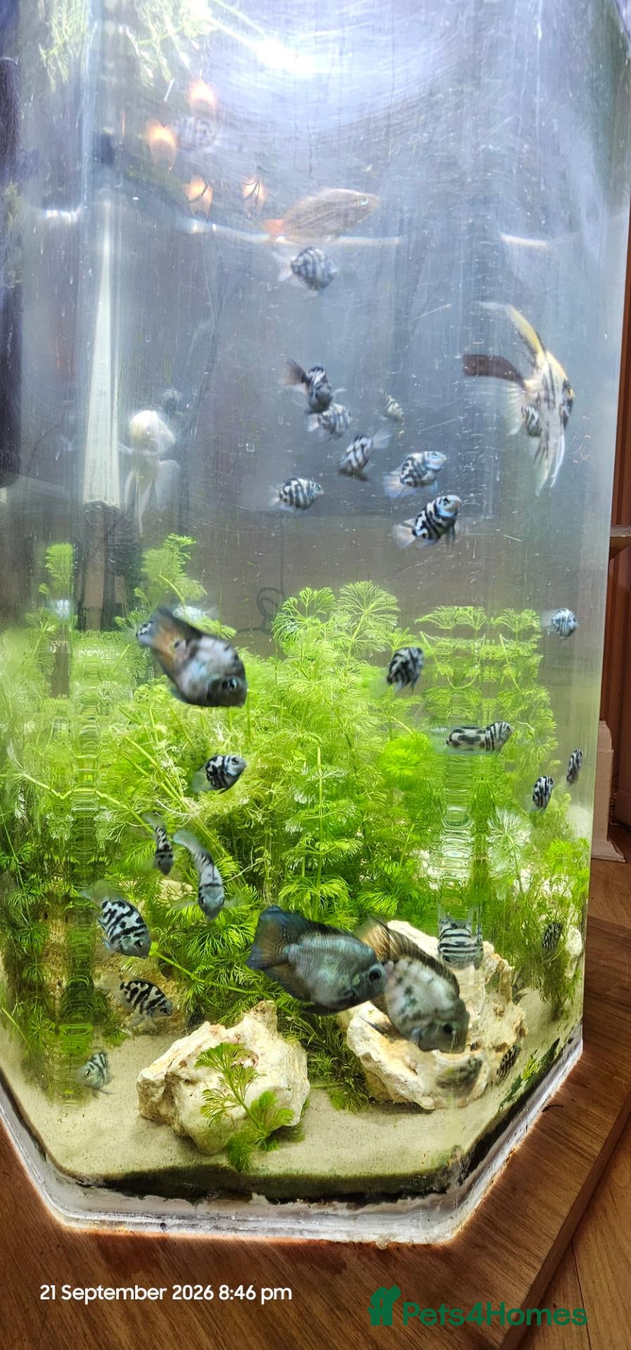 Cichlids fish Polar blue parrot chiclids  - Advert 6