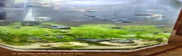 Cichlids fish for sale: Polar blue parrot chiclids  - Advert 1