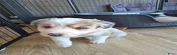 Mixed Breed dogs for sale: Beardie border x blue merle and tri coloured - Advert 22