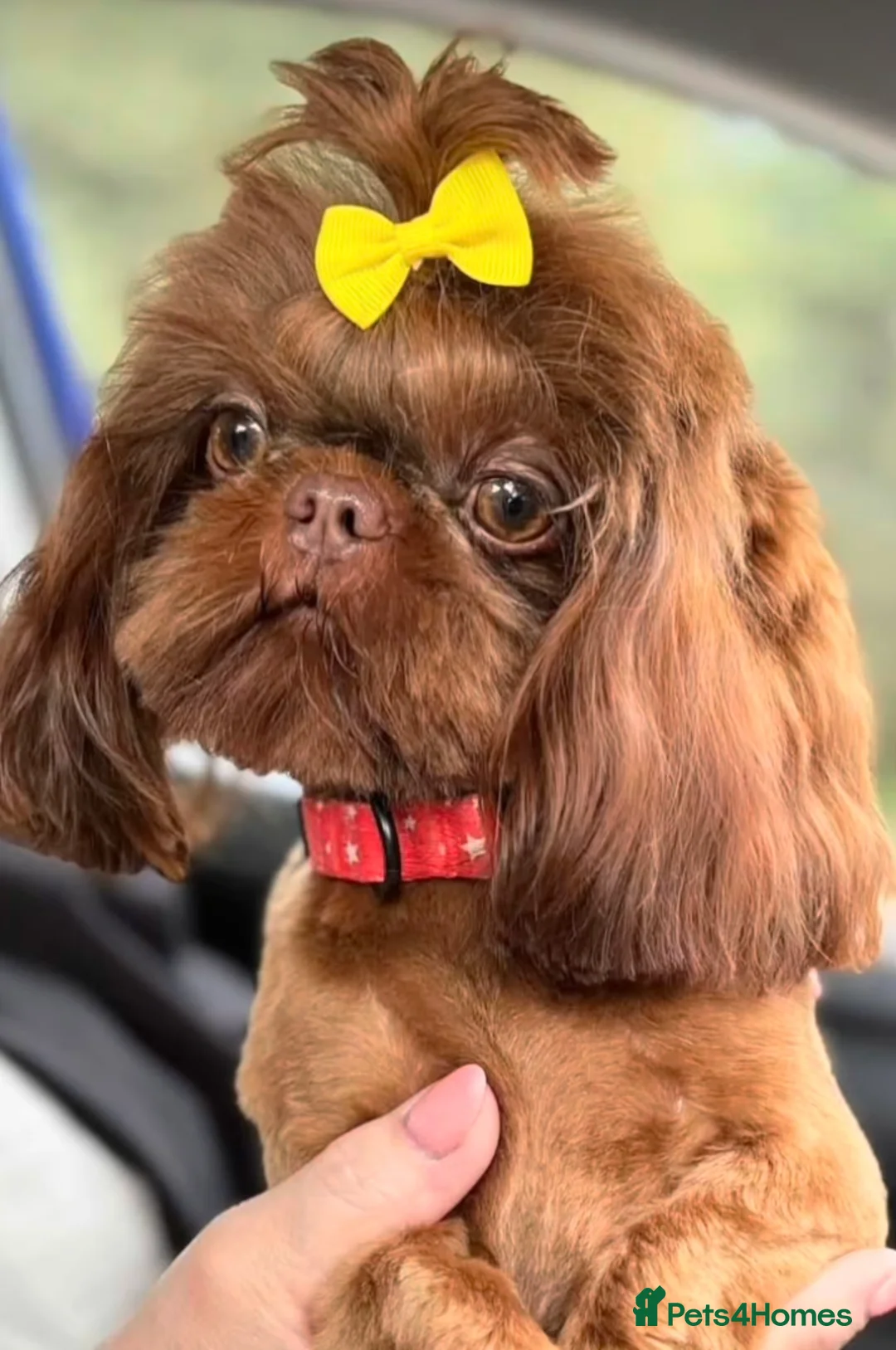 Shih Tzu dogs for sale: Tiny Imperials Karishishi Lines Ready To Rehome  - Advert 7