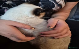 Snowshoe cats for sale: Pedigree Snowshoe kittens ready 8th november  - Image 7