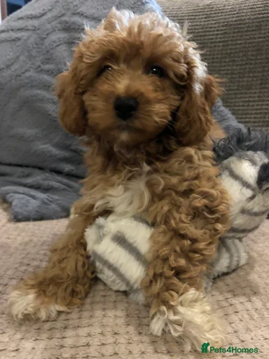 Gallery Image {{count}}