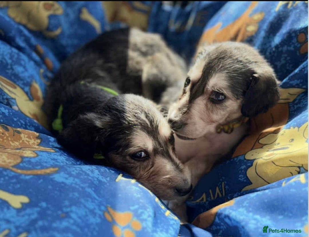 Saluki dogs for sale: KC registered saluki puppies (American bloodlines) - Image 6