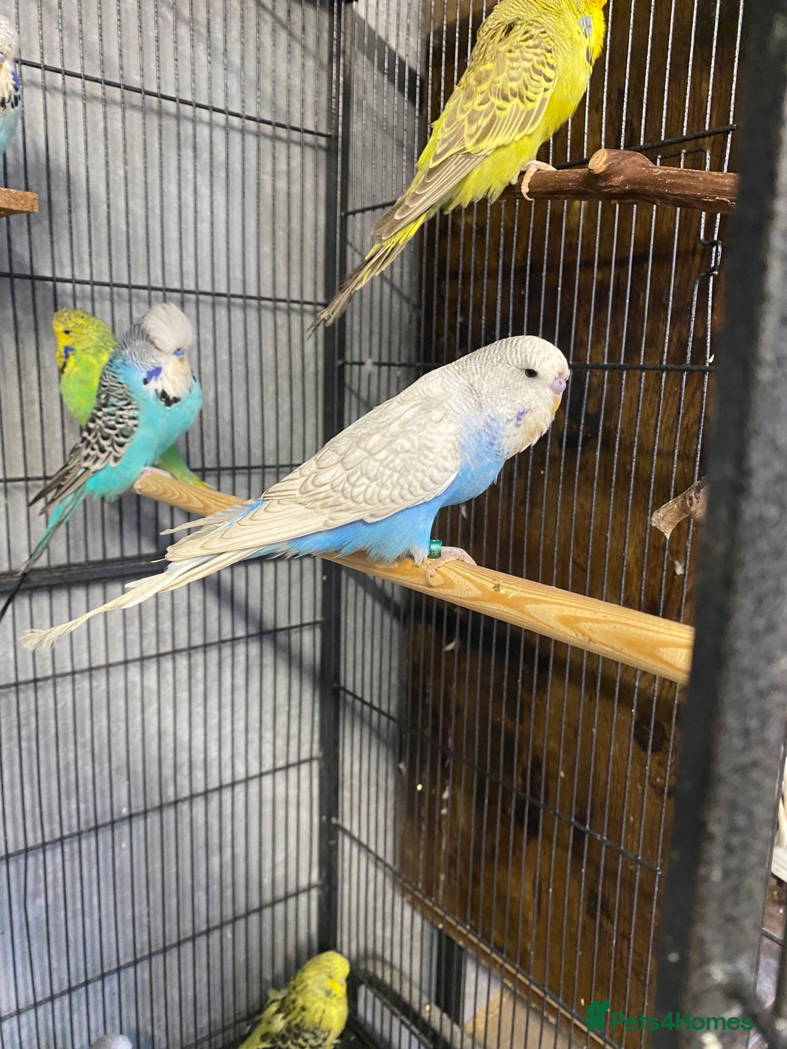 Budgerigars birds Exhibition Budgies - Advert 1