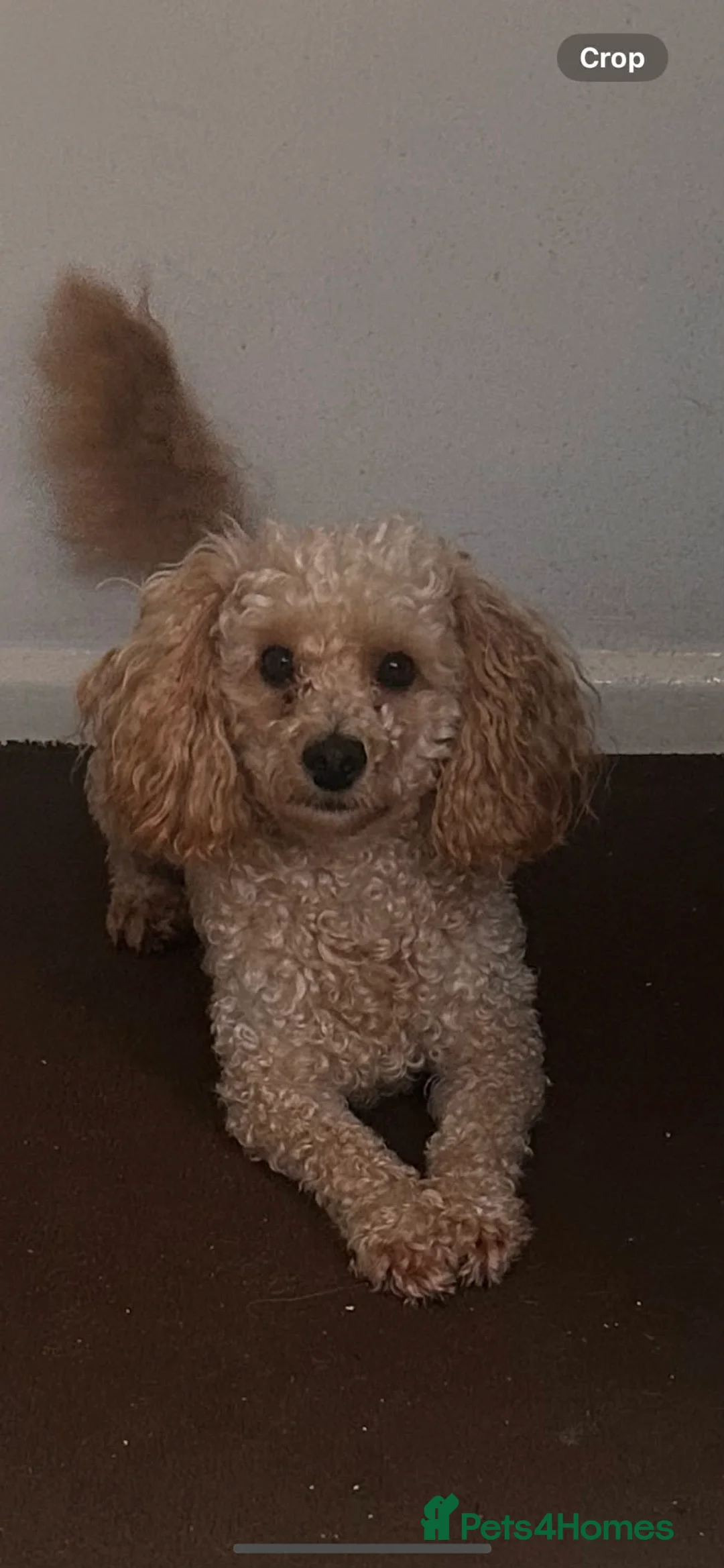 Toy Poodle dogs for stud: apricot toy poodle for stud  - Advert 2