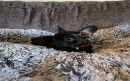 French Bulldog dogs for sale: 5 Beautiful French bulldogs - Image 24