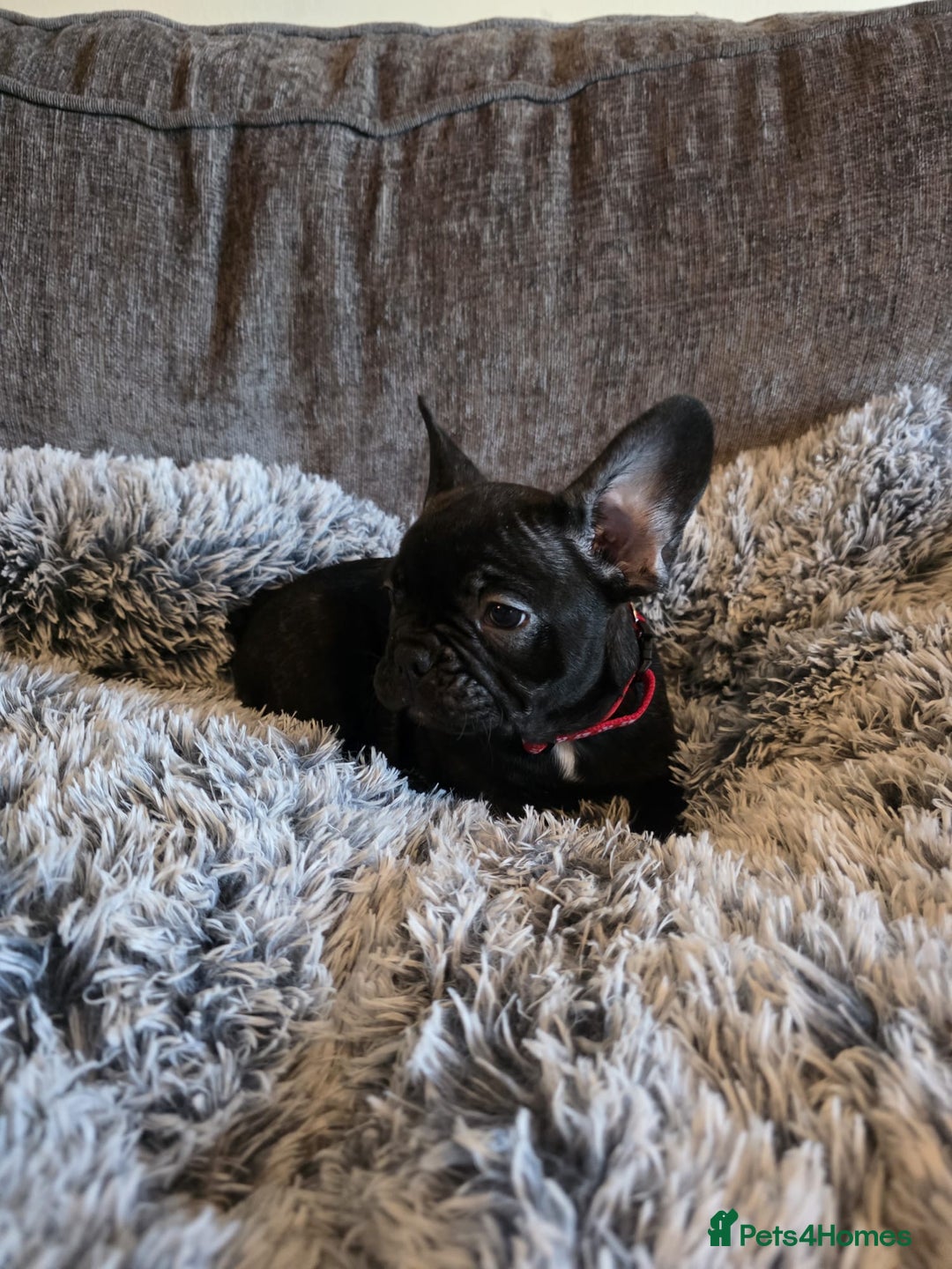 French Bulldog dogs for sale: 5 Beautiful French bulldogs - Image 24