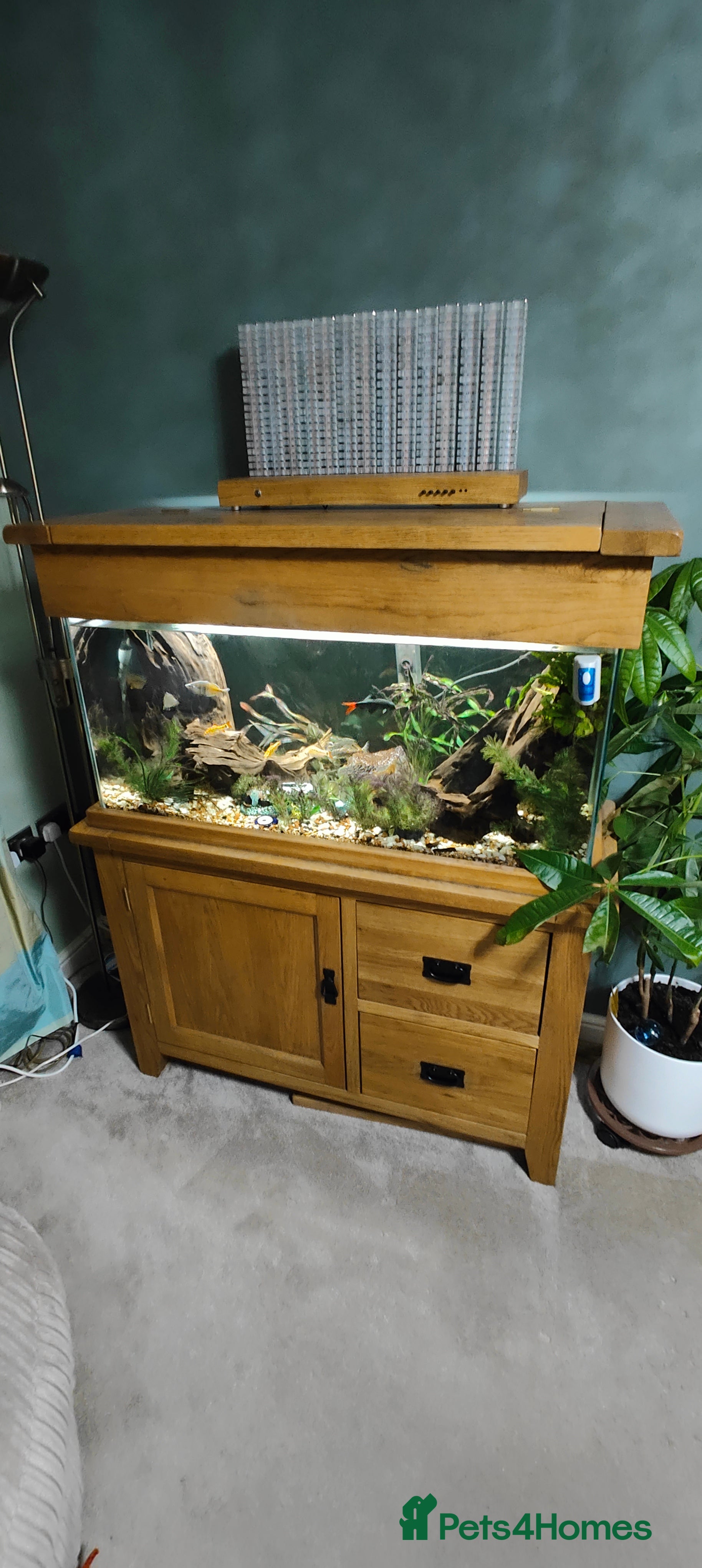Other/Mixed Breed fish AquaOak 200 litre + Fish + accessories  - Advert 1