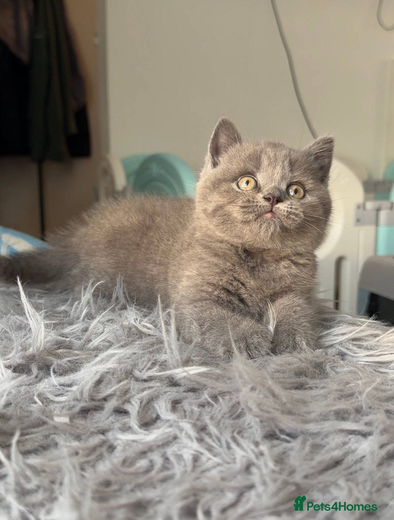 British Shorthair cats GCCF registered male British shorthair - Advert 1