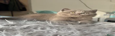 British shorthair male