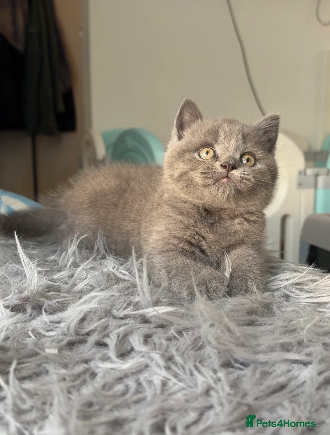 British Shorthair cats for sale: GCCF registered blue male British shorthair - Advert 1
