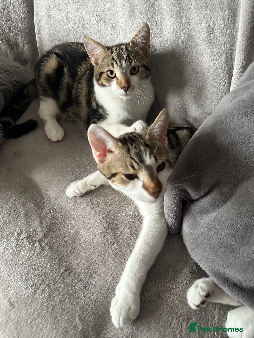 Mixed Breed cats for sale: 1 year old kitten  - Advert 4