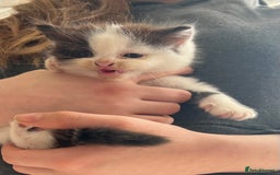 British Shorthair cats for sale: Kittens - Image 8