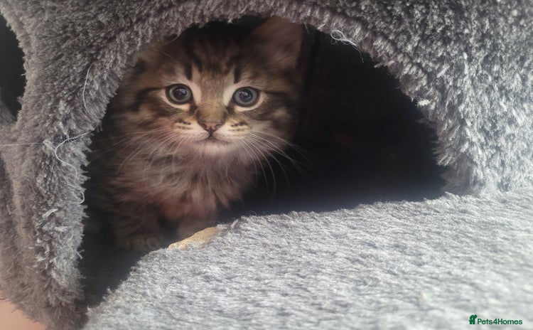 Maine Coon cats - Advert 15