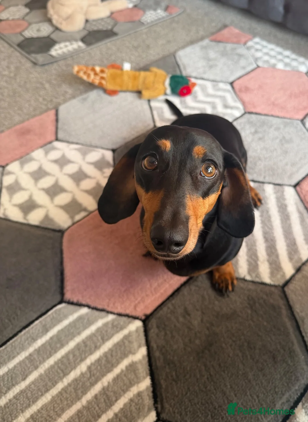 Dachshund dogs for sale: Forsale  in Wellington - Advert 6