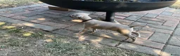 Italian Greyhound dogs for sale: Gorgeous Kc reg Italian greyhound  - Advert 10