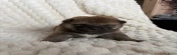 Japanese Shiba Inu dogs for sale: Shiba Inu puppies  - Advert 6