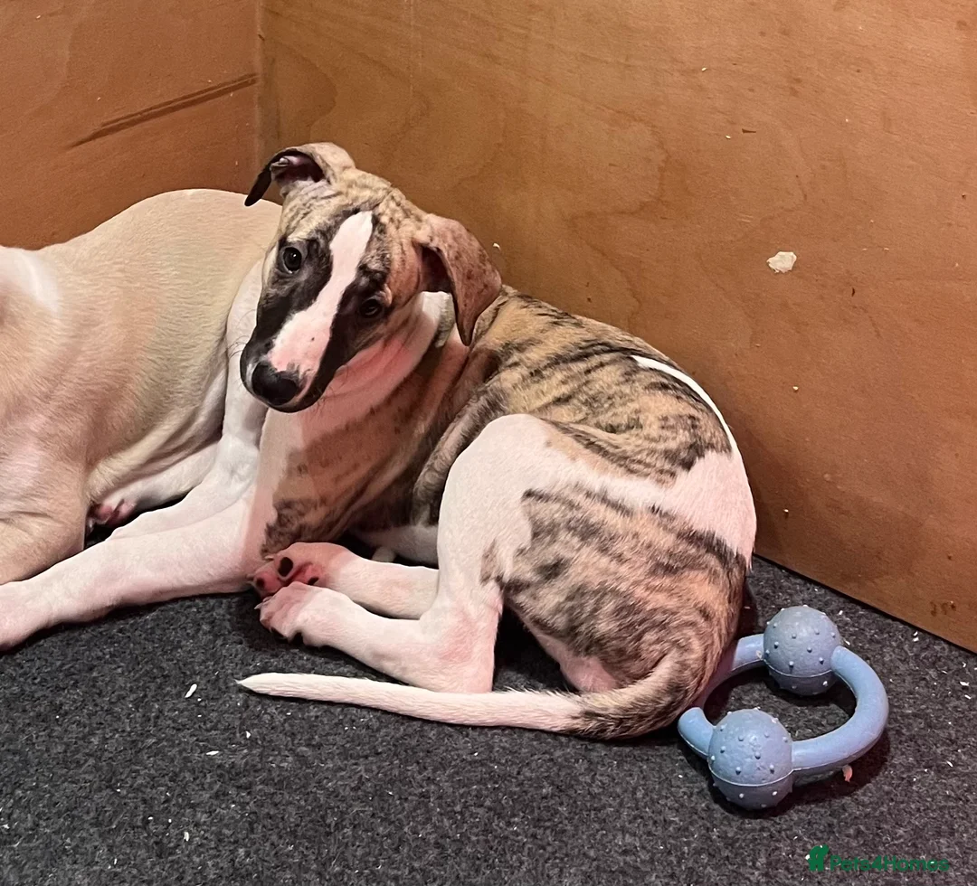 Whippet dogs for sale: KC REGISTERED Whippet puppies for Sale - Advert 8
