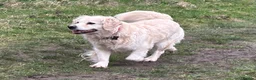Golden Retriever dogs for sale: 5 year old kc reg fully health tested female  - Advert 11