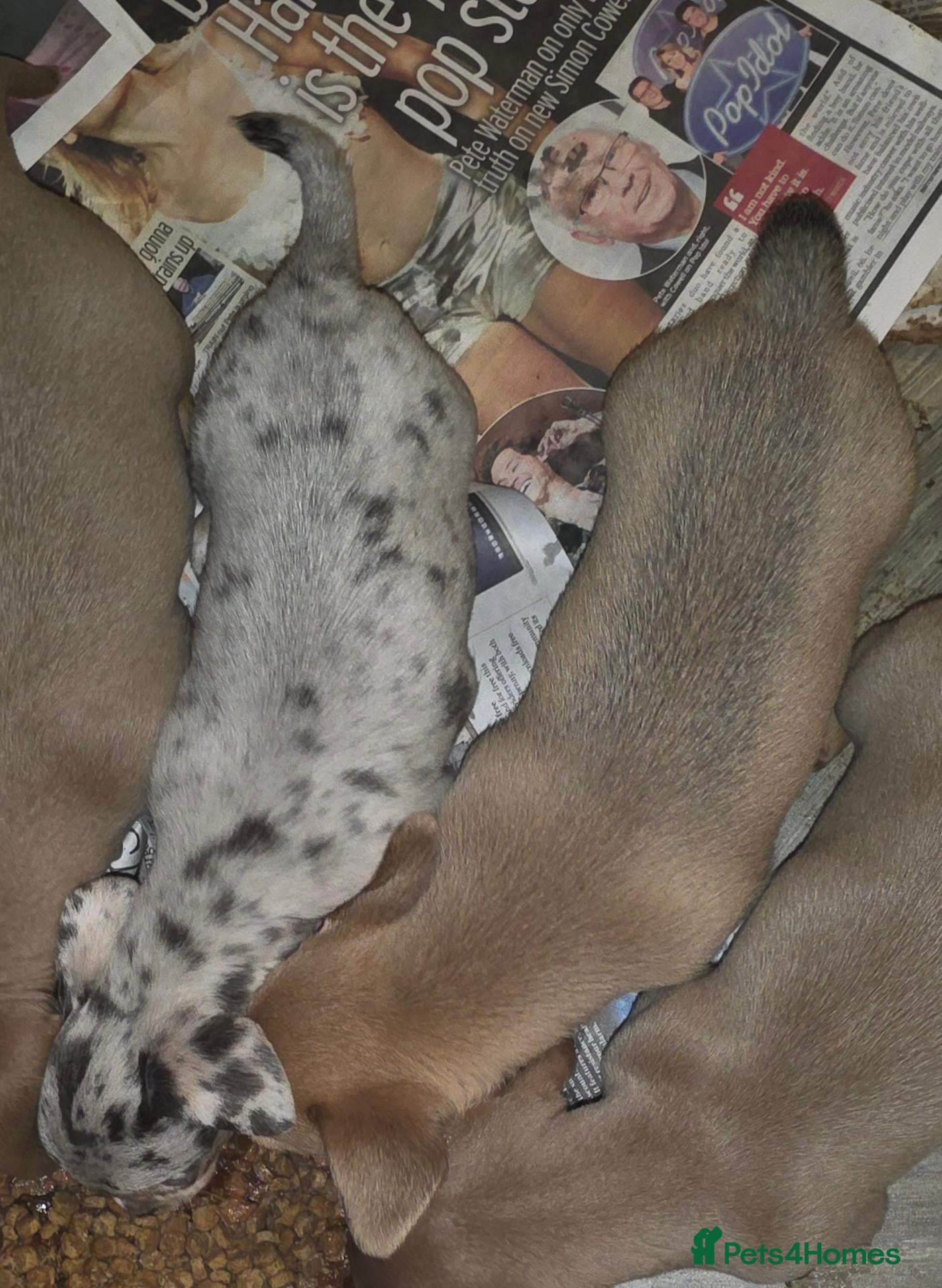 Chiweenie dogs Chiweenie boys - Advert 3