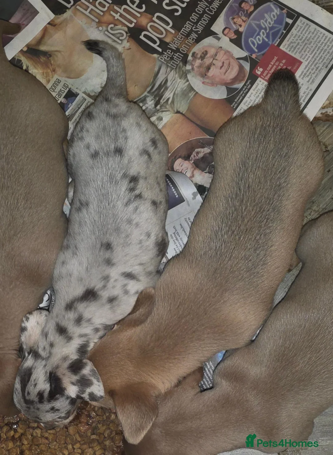 Chiweenie dogs for sale: Chiweenie boys - Advert 1