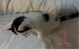 Domestic Shorthair cats for sale: 3 male kittens  - Image 3