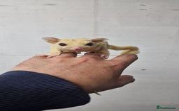 Sugar Glider rodents for sale: 2 leu ruby very rare colour couple  - Image 4