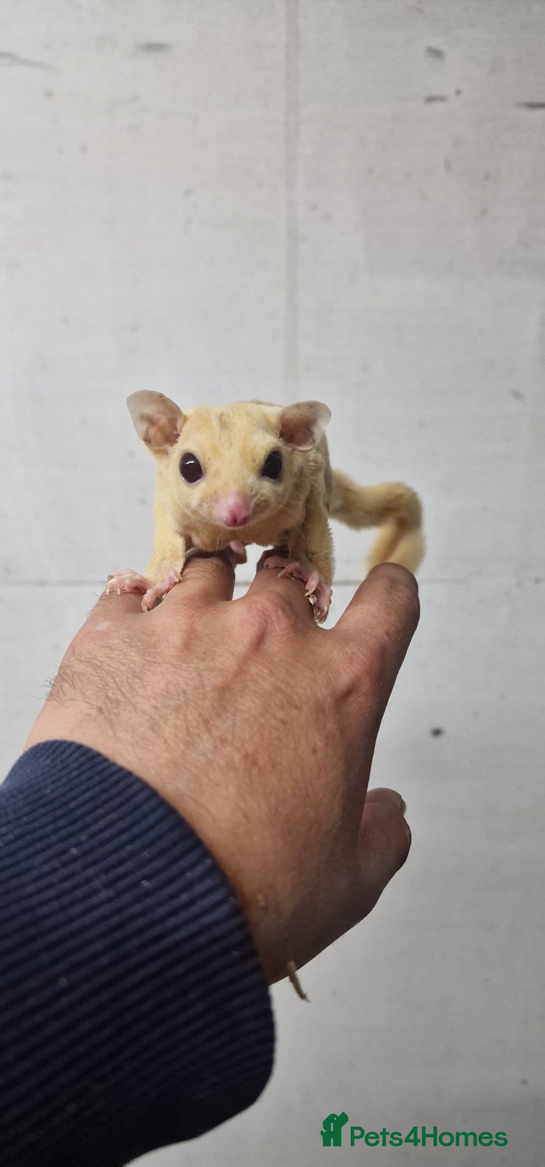 Sugar Glider rodents for sale: 2 leu ruby very rare colour couple  - Image 4