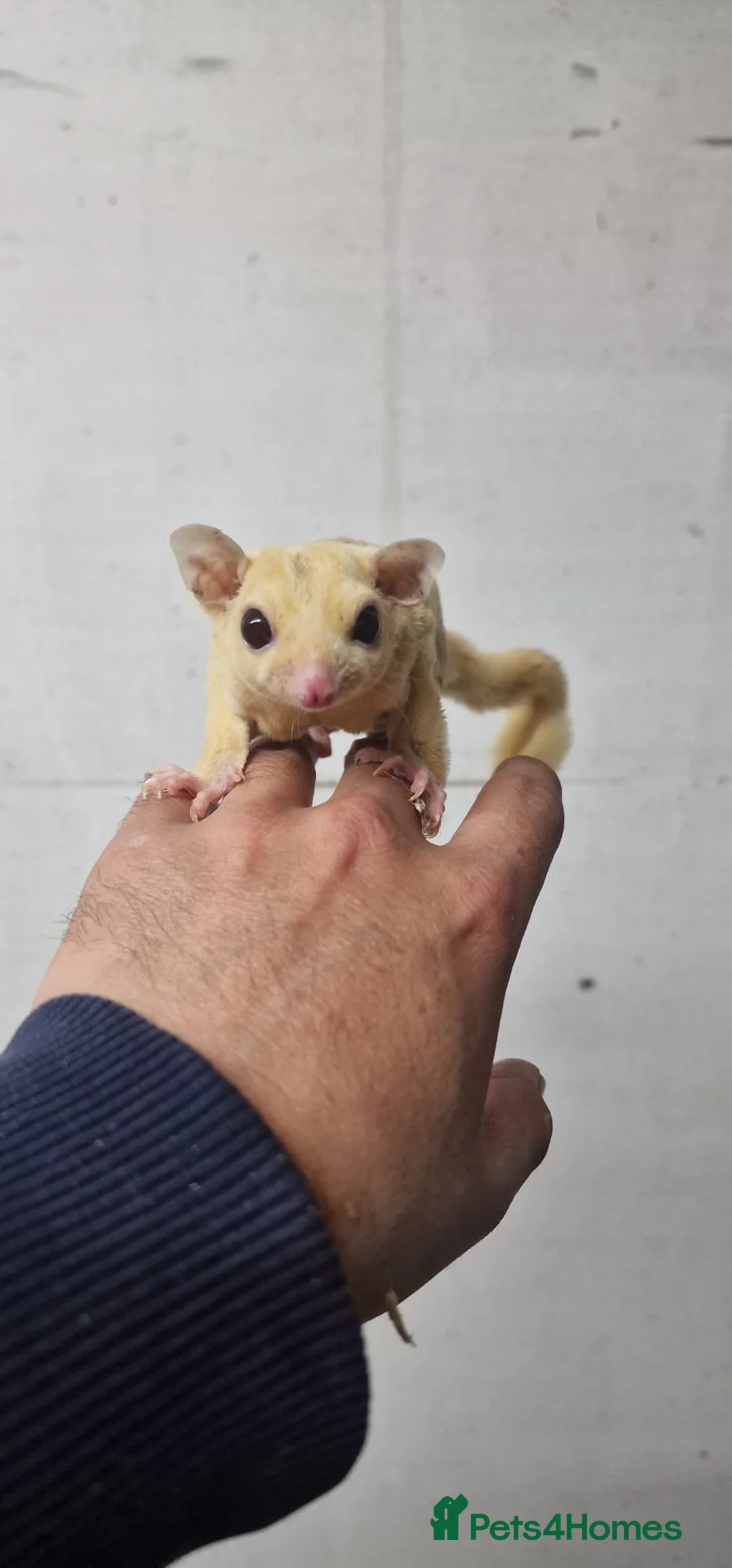 Sugar Glider rodents for sale: Rare Ruby Leu Sugar Glider Pair  – Unrelated - Advert 4