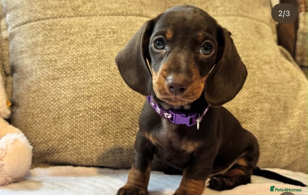 Miniature Dachshund dogs Ready now🐾KC pedigree Mini Dachshund puppies - Advert 7
