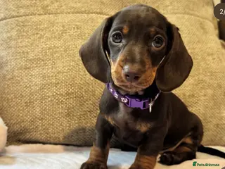 Miniature Dachshund dogs Ready now🐾KC pedigree Mini Dachshund puppies - Advert 12