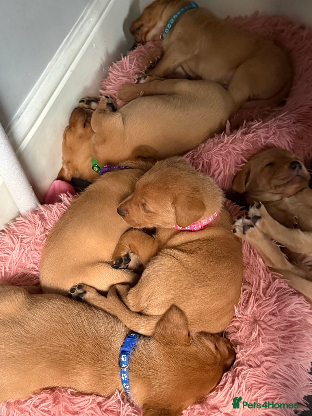 Labrador Retriever dogs for sale: ⭐️Beautiful Fox Red Labrador puppies ⭐️ - Advert 3