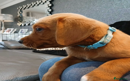 Labrador Retriever dogs for sale: KC Reg Fox Red Labrador pups.Council licensed. - Image 11
