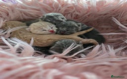 British Shorthair cats for sale: Beautiful Kittens looking forever home 😍😸 - Image 14